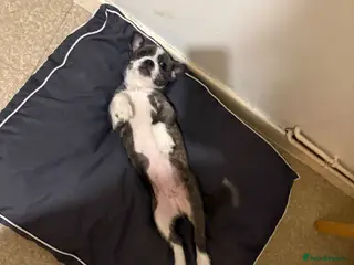 Mixed Breed dogs 14 week old female puppy - Advert 1