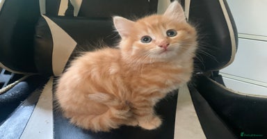 Mixed Breed cats - Advert 5