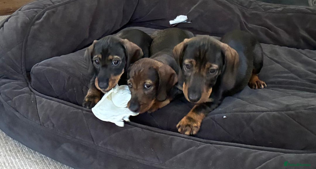 Dachshund dogs for sale: KC standard wire haired dachshund puppies (teckel) in Tiverton - Image 5