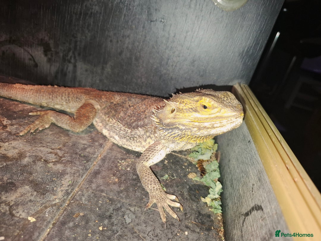 Bearded Dragon reptiles for sale: Bearded Dragon £300 - Advert 5