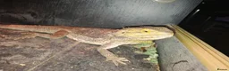 Bearded Dragon reptiles for sale: Bearded Dragon £300 - Advert 5