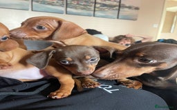 Mixed Breed dogs for sale: chiweenie pup for sale  - Advert 9