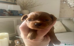 Maltipoo dogs for sale: 🌸Adorable Asian Maltipoo Puppy  - Image 7