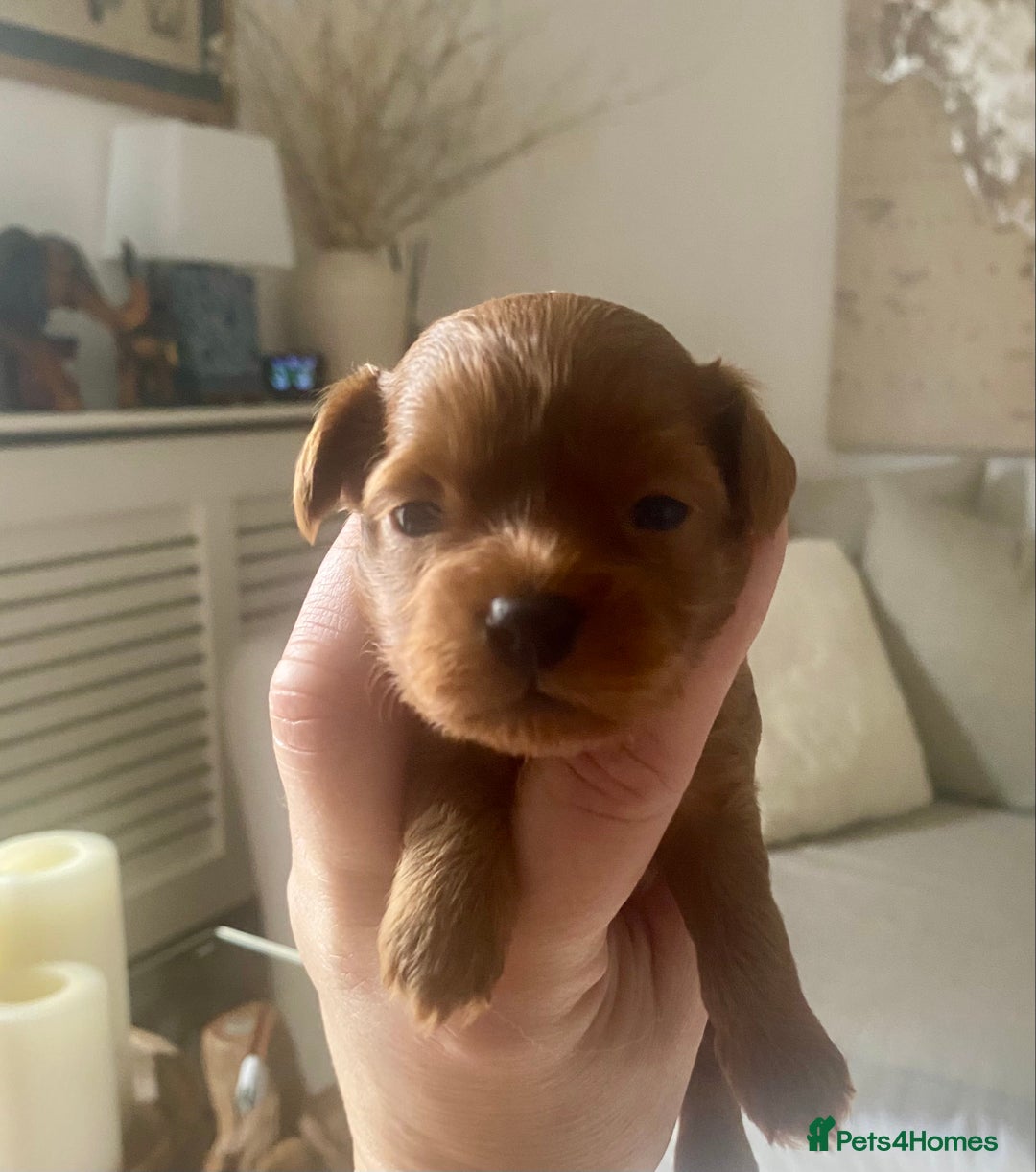 Maltipoo dogs for sale: 🌸Adorable Asian Maltipoo Puppy  - Image 7