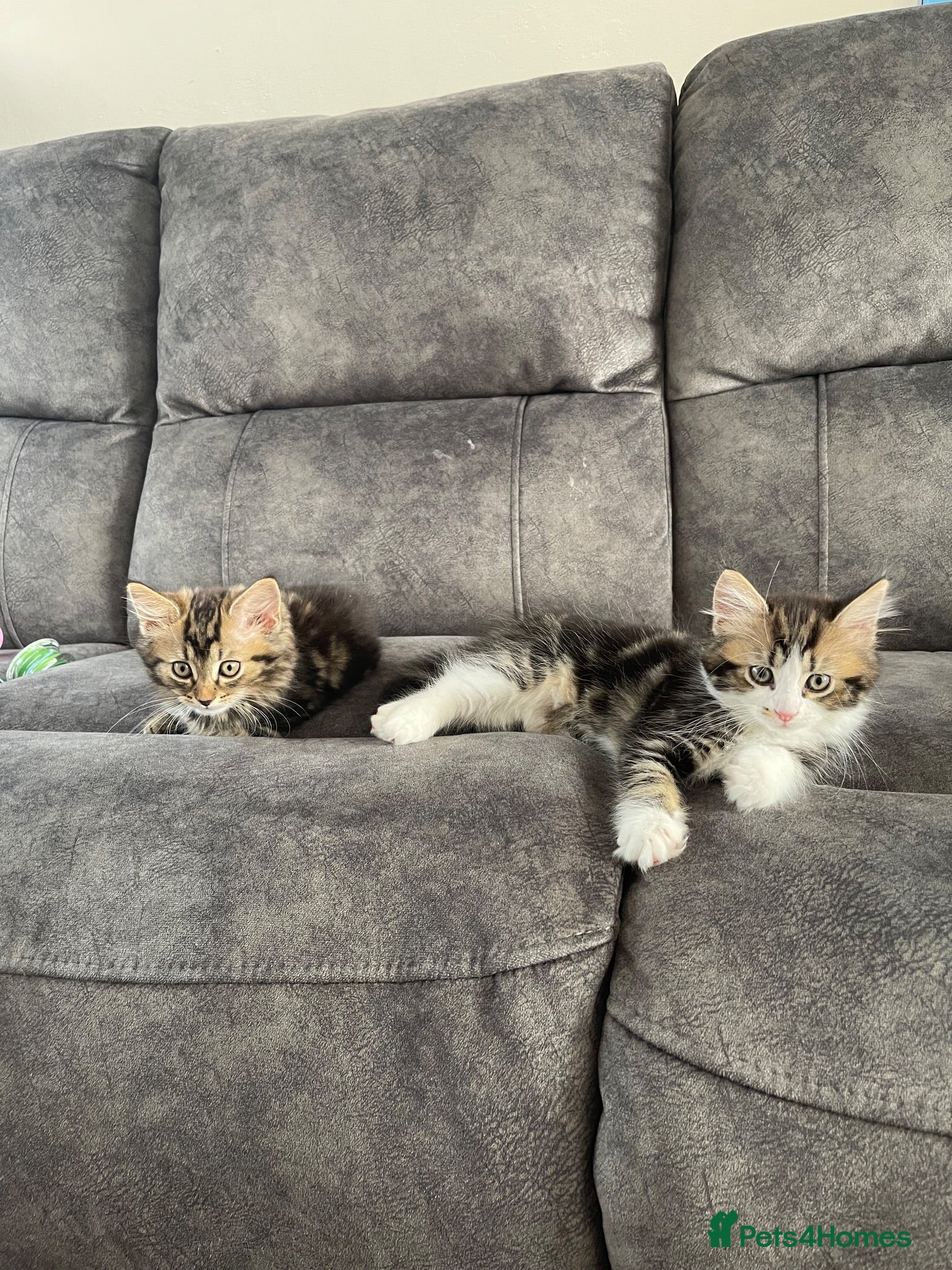 Turkish Angora cats Turkish angora  mix kittens  - Advert 4