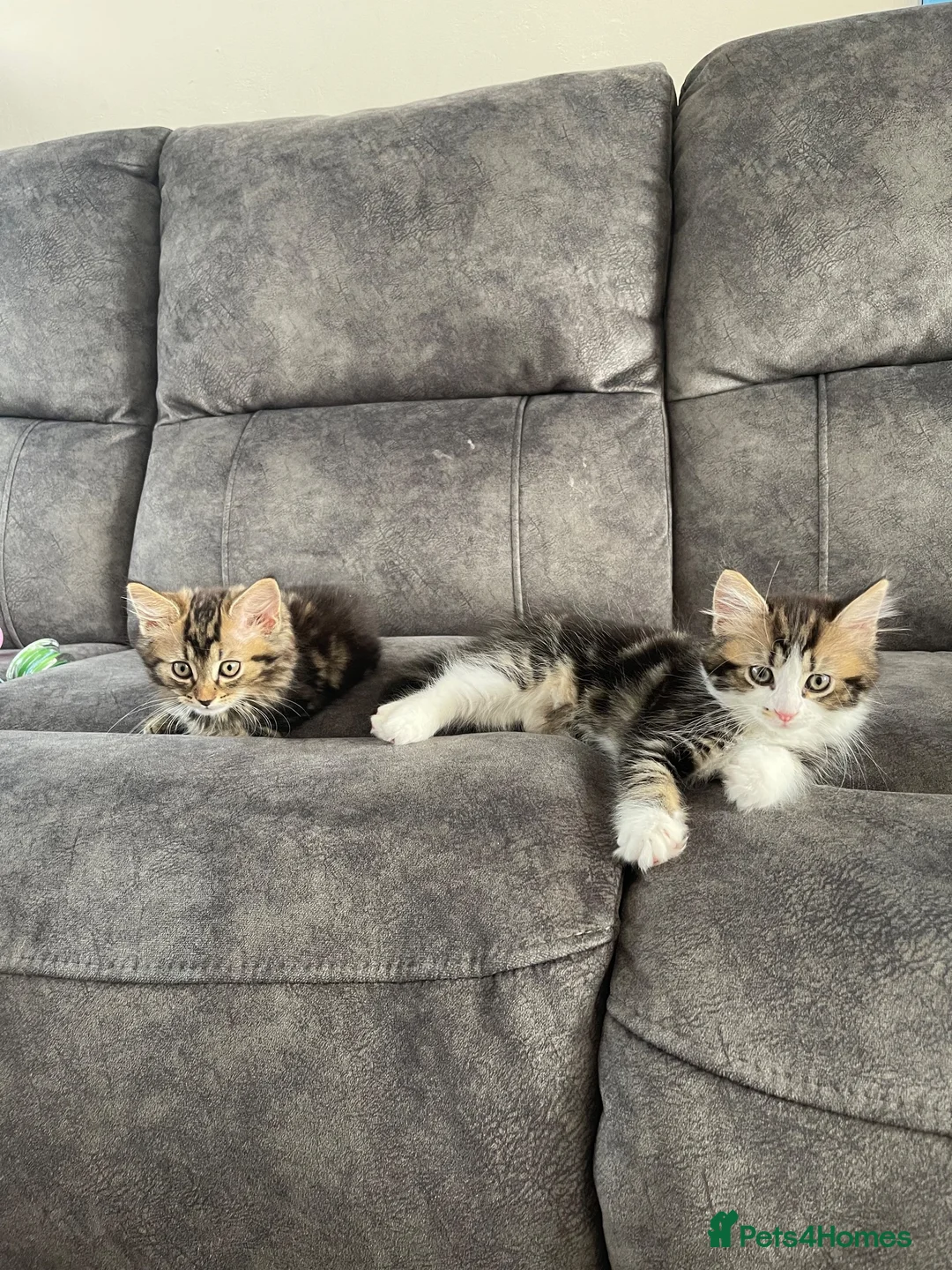 Turkish Angora cats for sale: Turkish angora  mix kittens  - Advert 1
