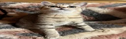British Shorthair cats for sale: Gccf male British Shorthair kitten ready now  - Advert 3