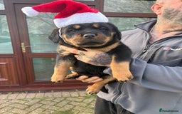 Rottweiler dogs for sale: 🐶two girls Full German kc pups for sale! 🐶🐾 - Advert 9