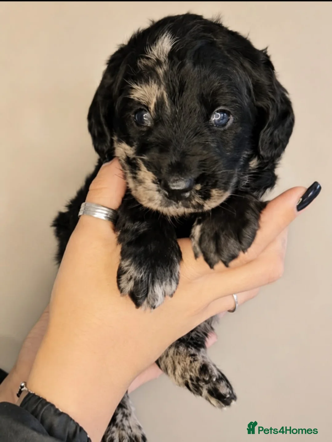 Labradoodle dogs for sale: Exceptional F2B MIDI Teddybear Labradoodles - Advert 19