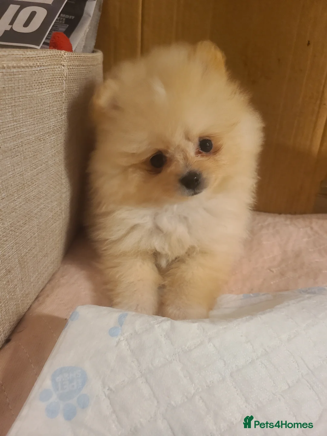 Pomeranian dogs for sale: Kc registered pomeranian puppies - Advert 2