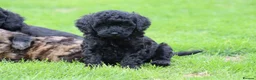 Cavapoo dogs for sale: Beautiful cavapoo puppies for sale  - Advert 21