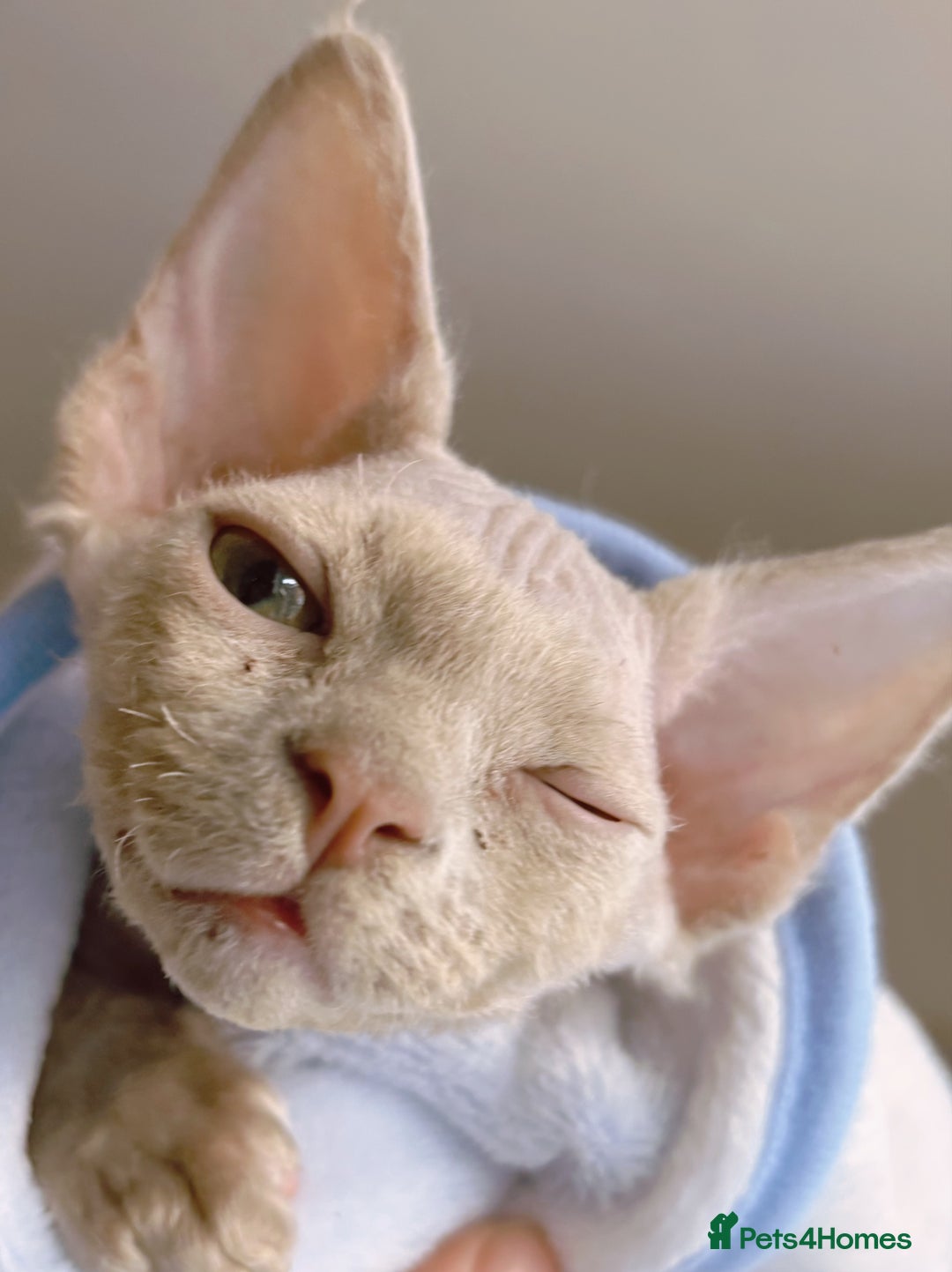 Devon Rex cats for stud: Beautiful Lilac Boy in Southampton - Image 7