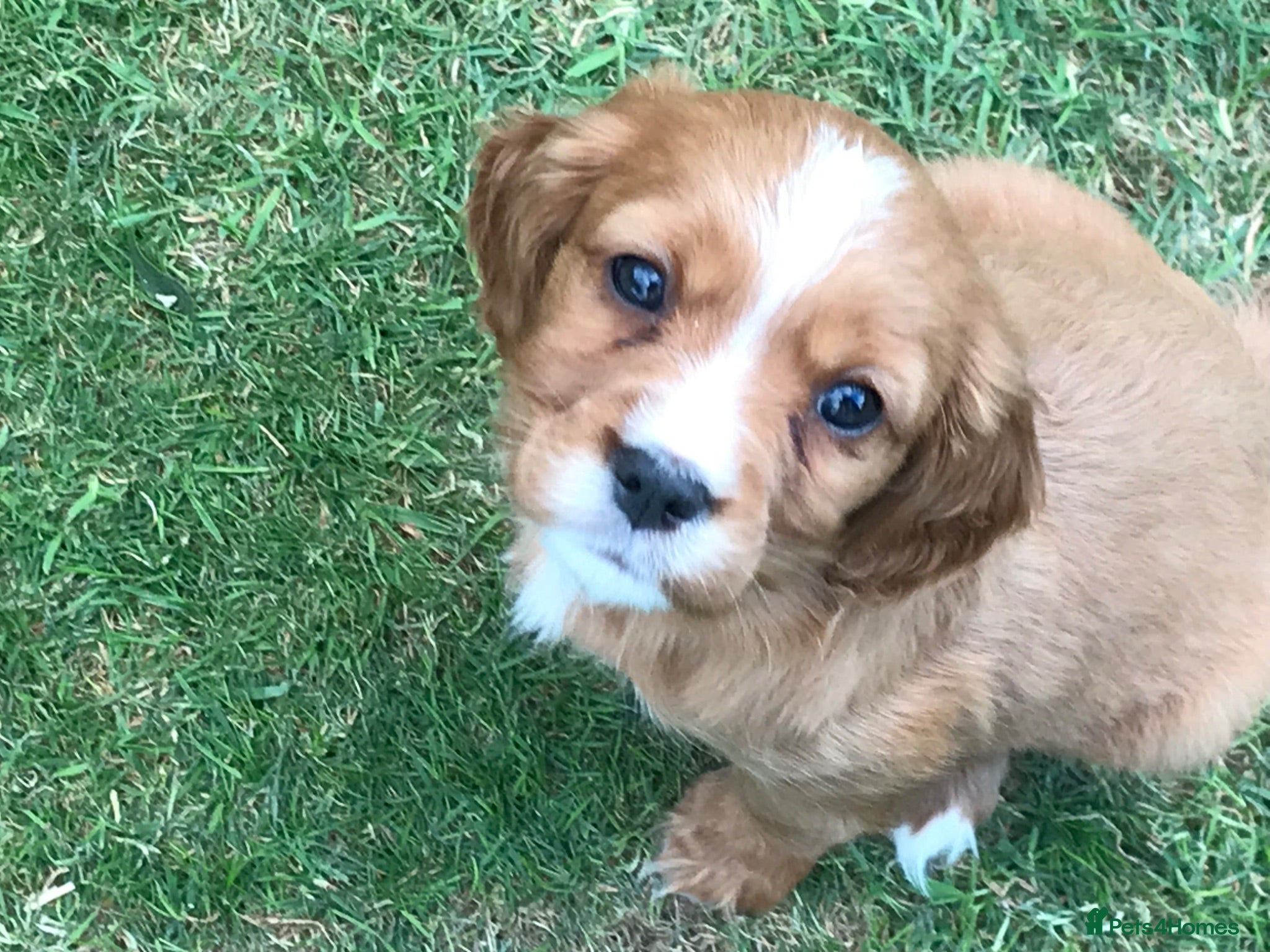 Mixed Breed dogs DAKOTA RETRIEVER CROSS COCKERLIER PUPPIES - Advert 1