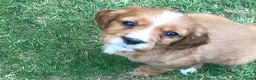 Mixed Breed dogs for sale: DAKOTA RETRIEVER CROSS COCKERLIER PUPPIES - Advert 1