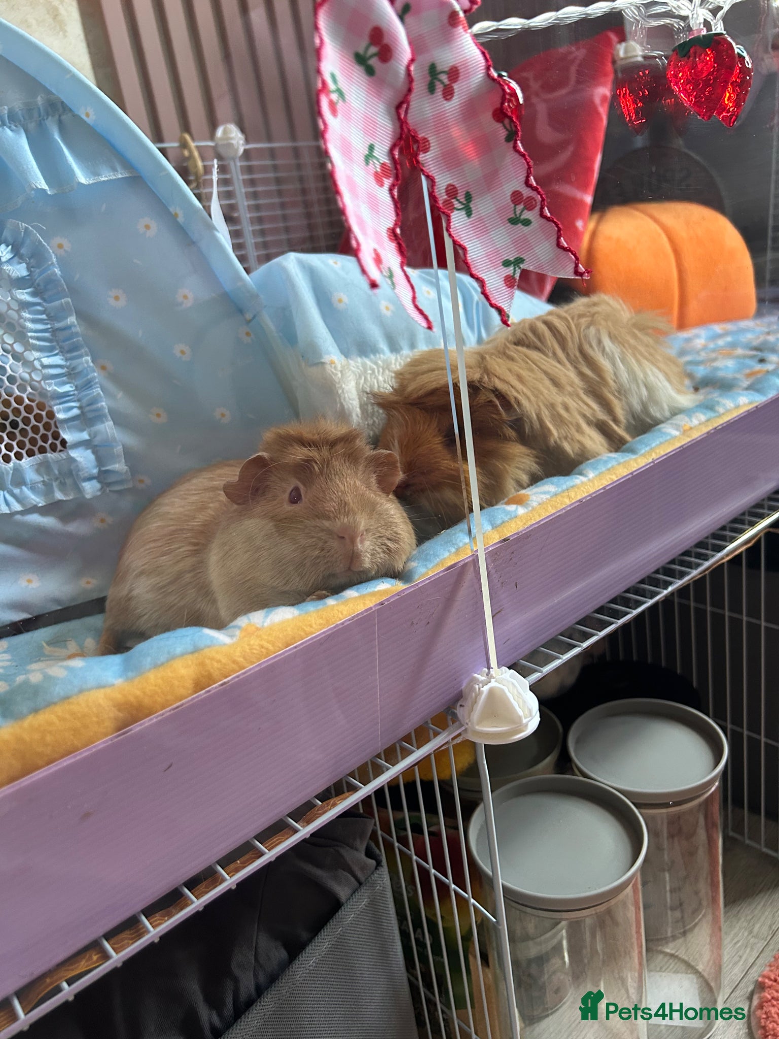 Guinea Pig rodents Female guinea pigs with c&c cage - Advert 6
