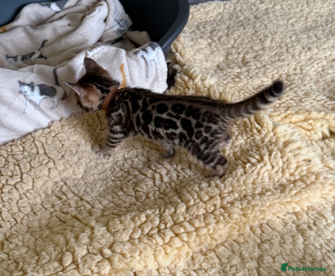 Bengal cats for sale: Pedigree TICA reg 🐾 Bengal Kittens 🐱  - Advert 17