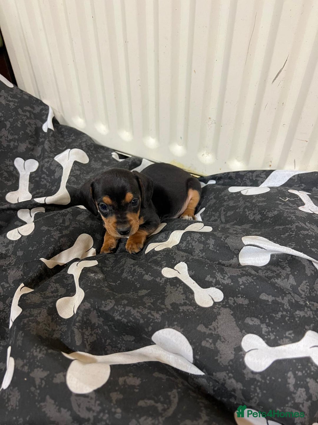 Miniature Dachshund dogs for sale: Beautiful miniature dachshund puppy's  - Advert 3