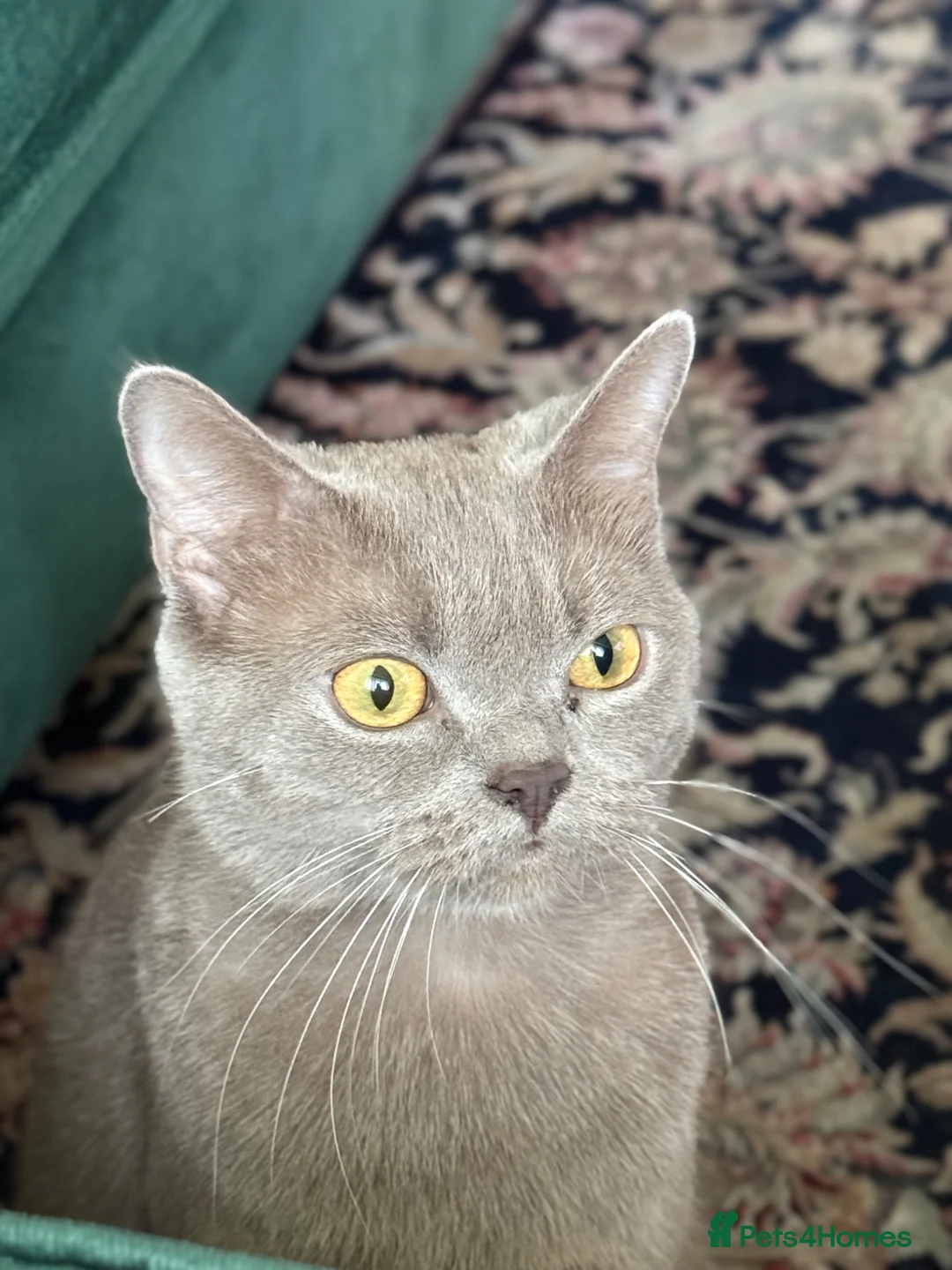 British Shorthair cats for sale: Beautiful Female British Shorthair - Advert 2