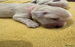 Golden Retriever dogs for sale: 7 beautiful Golden Retriever puppies  - Image 10