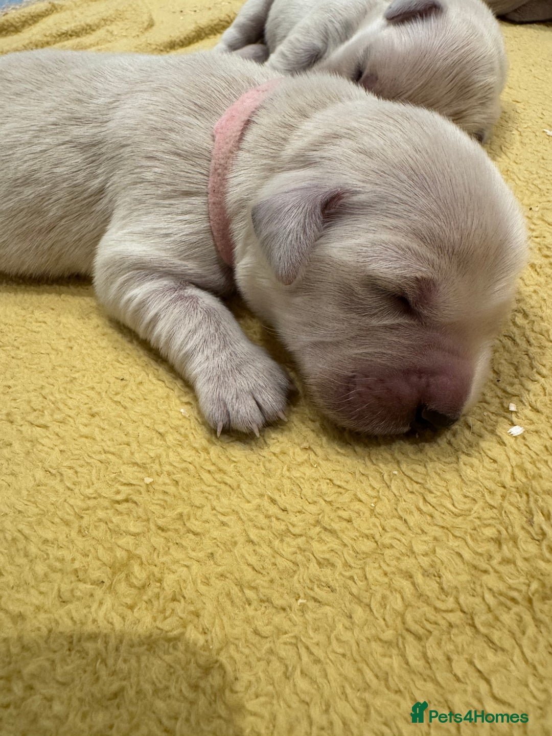 Golden Retriever dogs for sale: 7 beautiful Golden Retriever puppies  - Image 10