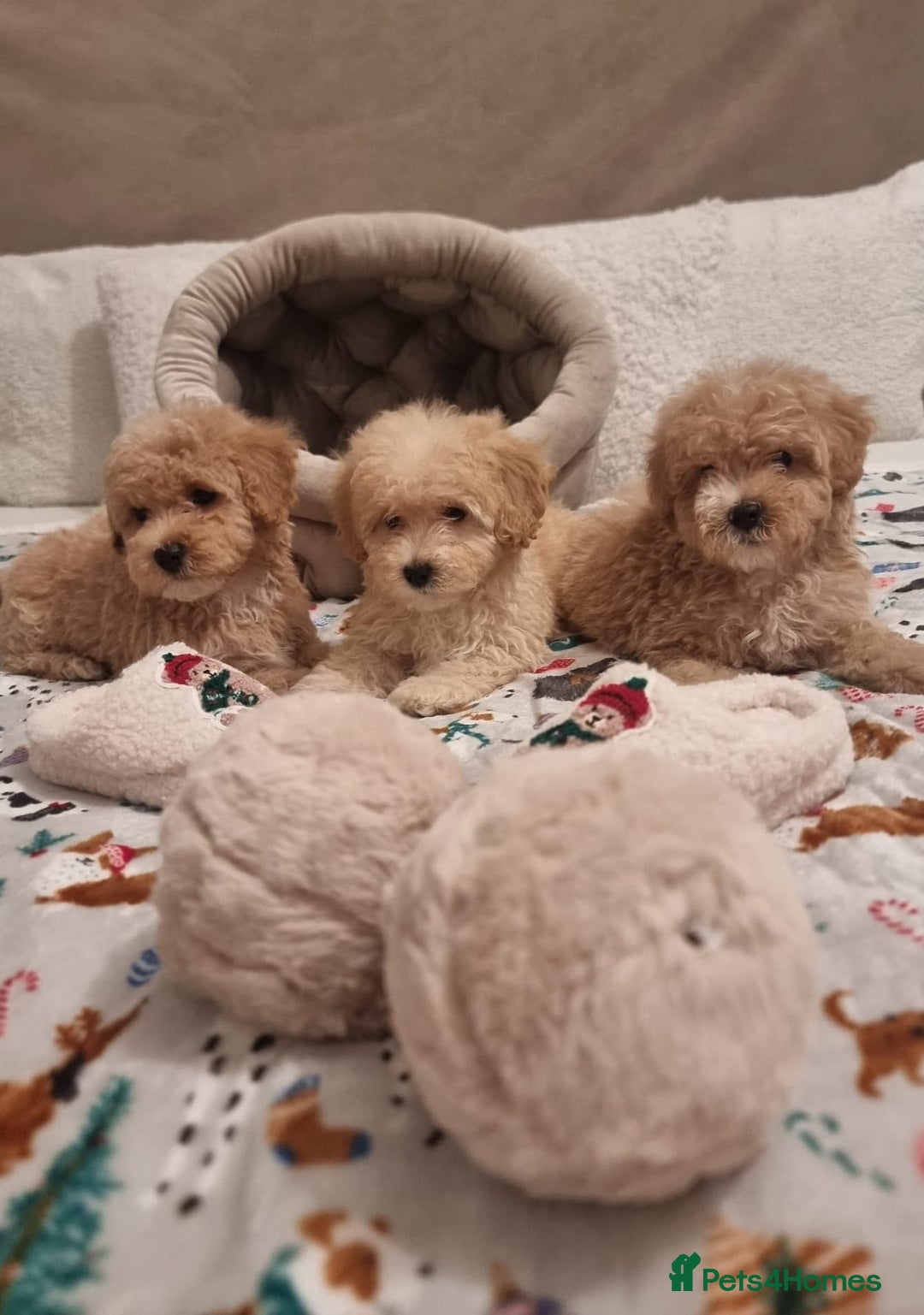 Maltipoo dogs for sale: Amazing apricot color Maltipoo puppies! - Advert 28