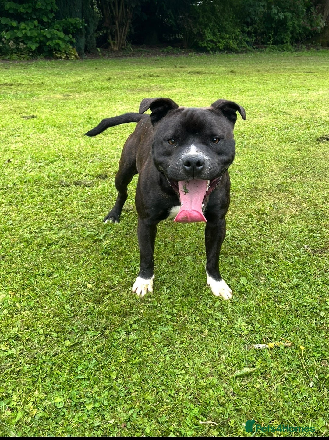 Staffordshire Bull Terrier dogs for sale: Heartbreaking Decision to Rehome  - Advert 2