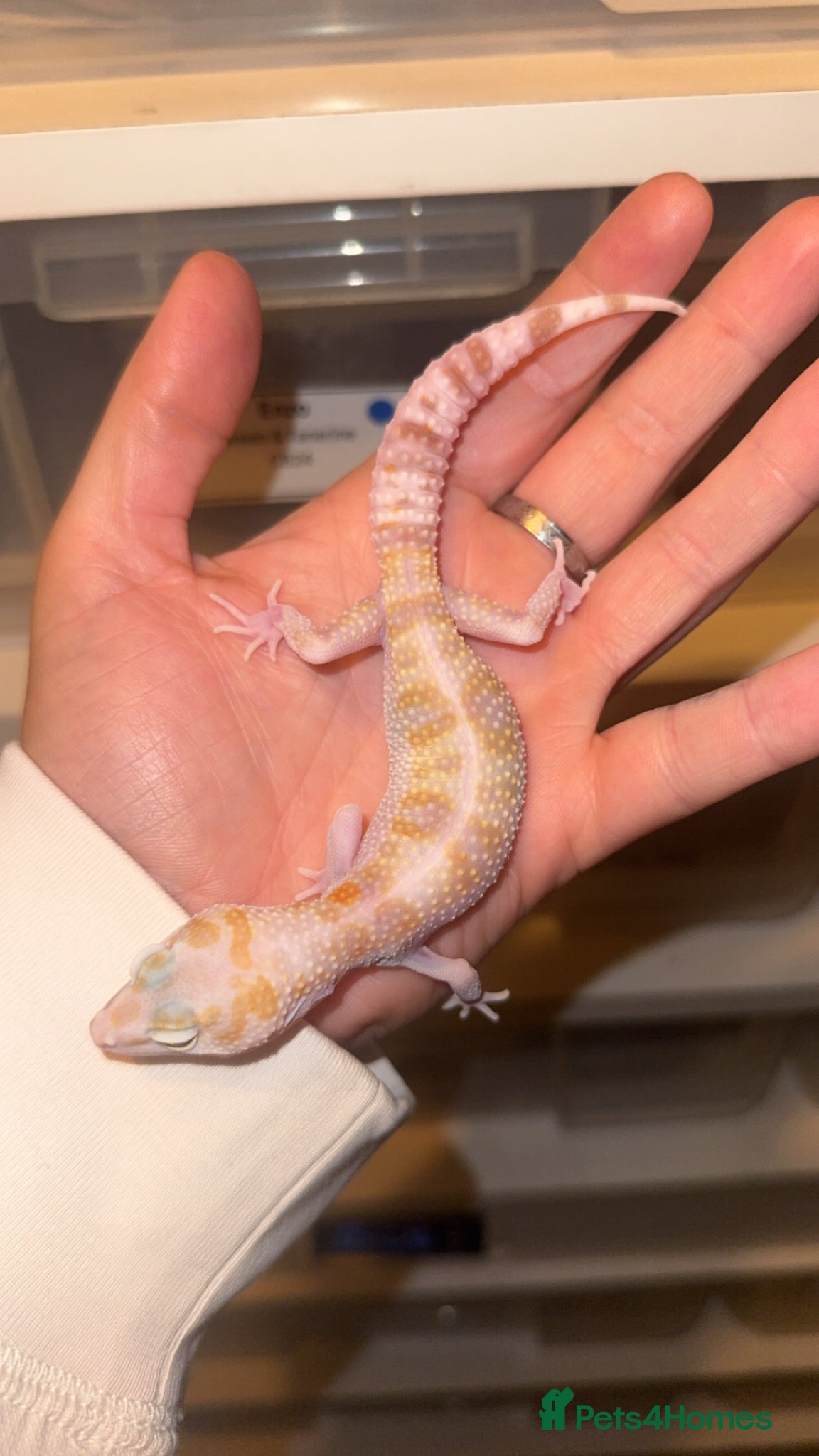 Leopard Gecko reptiles for sale: Female Mack Snow Tangerine Tremper  - Advert 1
