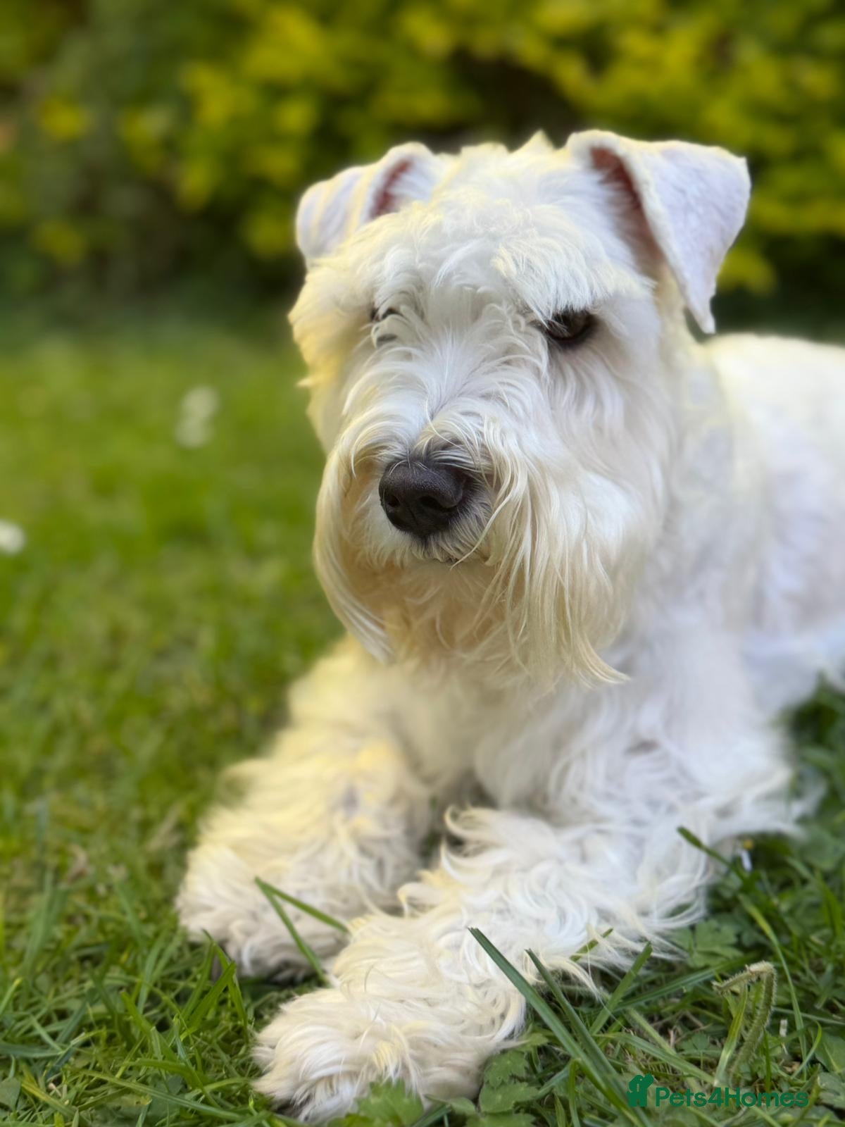 Miniature Schnauzer dogs for sale: Available: 🐾 3 Girls 🐾 2 Boys - Advert 2
