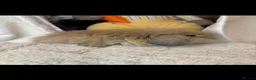 Mini Lion Lop rabbits for sale: Fluffy mini lion lop baby bunny rabbits  - Advert 12