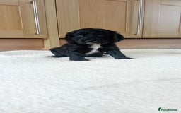 Cocker Spaniel dogs for sale: QUALITY COCKER SPANIAL PUPPIES VARIOUS COLOURS - Image 13