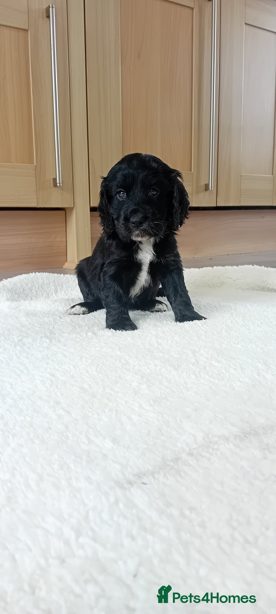 Cocker Spaniel dogs for sale: QUALITY COCKER SPANIAL PUPPIES VARIOUS COLOURS - Image 13