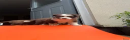 Miniature American Shepherd dogs for sale: Red Tri Miniature American Shepherd Puppies  - Advert 21