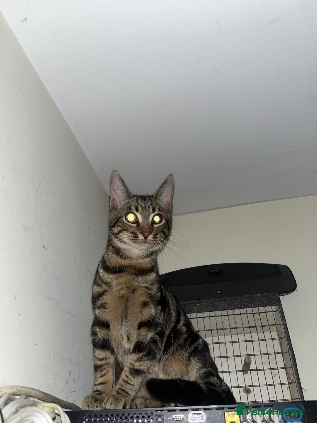 Mixed Breed cats for sale: 2 Boy kittens 6month old - Advert 5