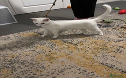 Domestic Shorthair cats for sale: Beautiful white cat  - Image 2