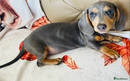 Miniature Dachshund dogs for sale: Miniature dachshunds - Image 8