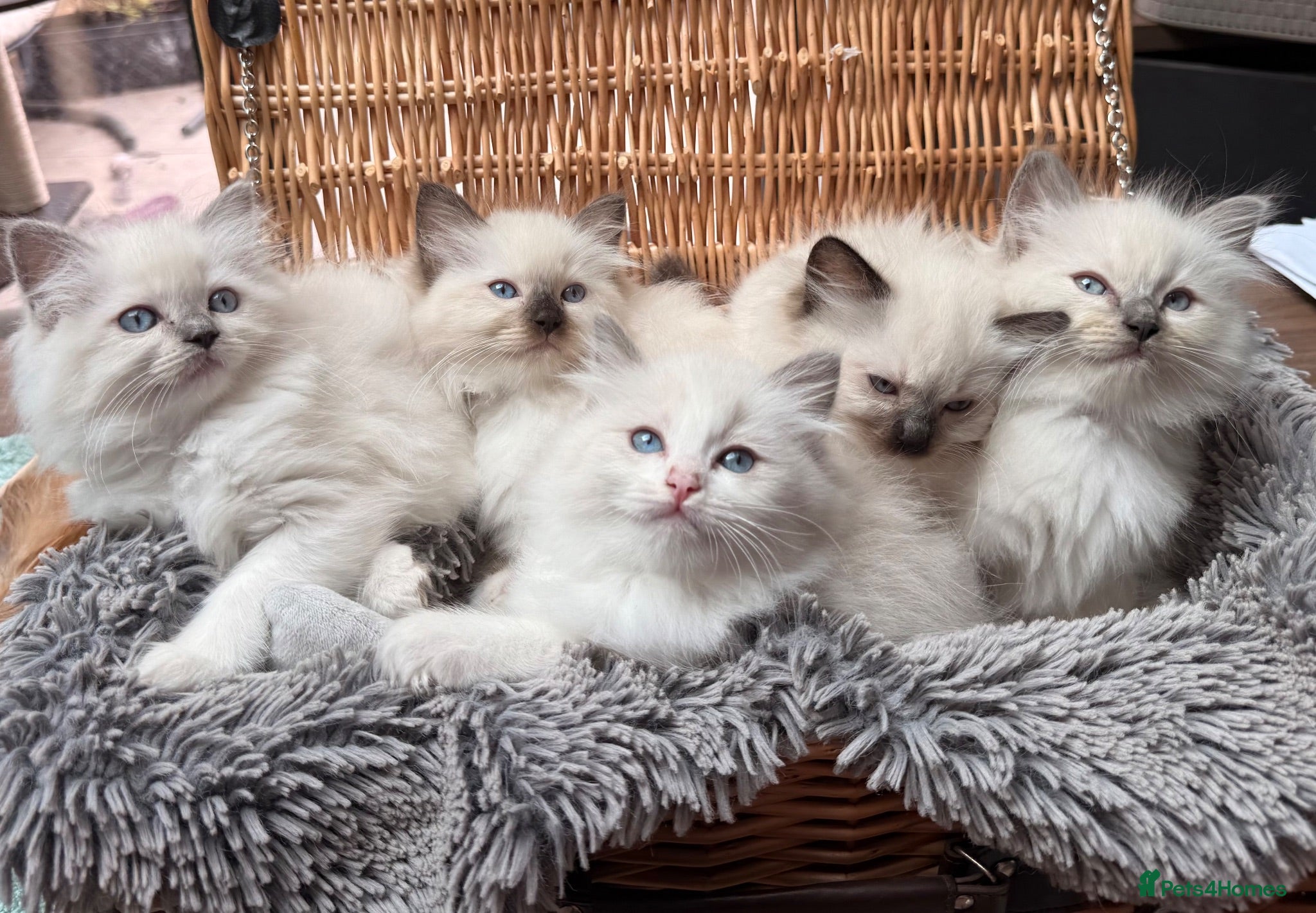 Ragdoll cats 🏆Sired by Imperial Grand Champion TICA REGISTERED - Advert 2