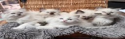 Ragdoll cats for sale: 🏆Sired by Imperial Grand Champion TICA REGISTERED - Advert 2