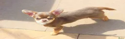 Chihuahua dogs for sale: Extremely Small Lilac and tan chihuahua girl  - Advert 4