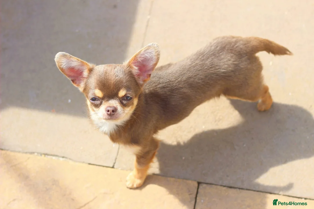 Chihuahua dogs for sale: Extremely Small Lilac and tan chihuahua girl  - Advert 4