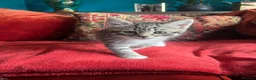 Pixie Bob cats for sale: Pixie Bob kittens - Polydactyl and non polydactyl - Advert 4