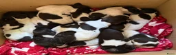 German Shorthaired Pointer dogs for sale: Stunning litter of 14 German short-haired pointers in Winchester - Advert 6