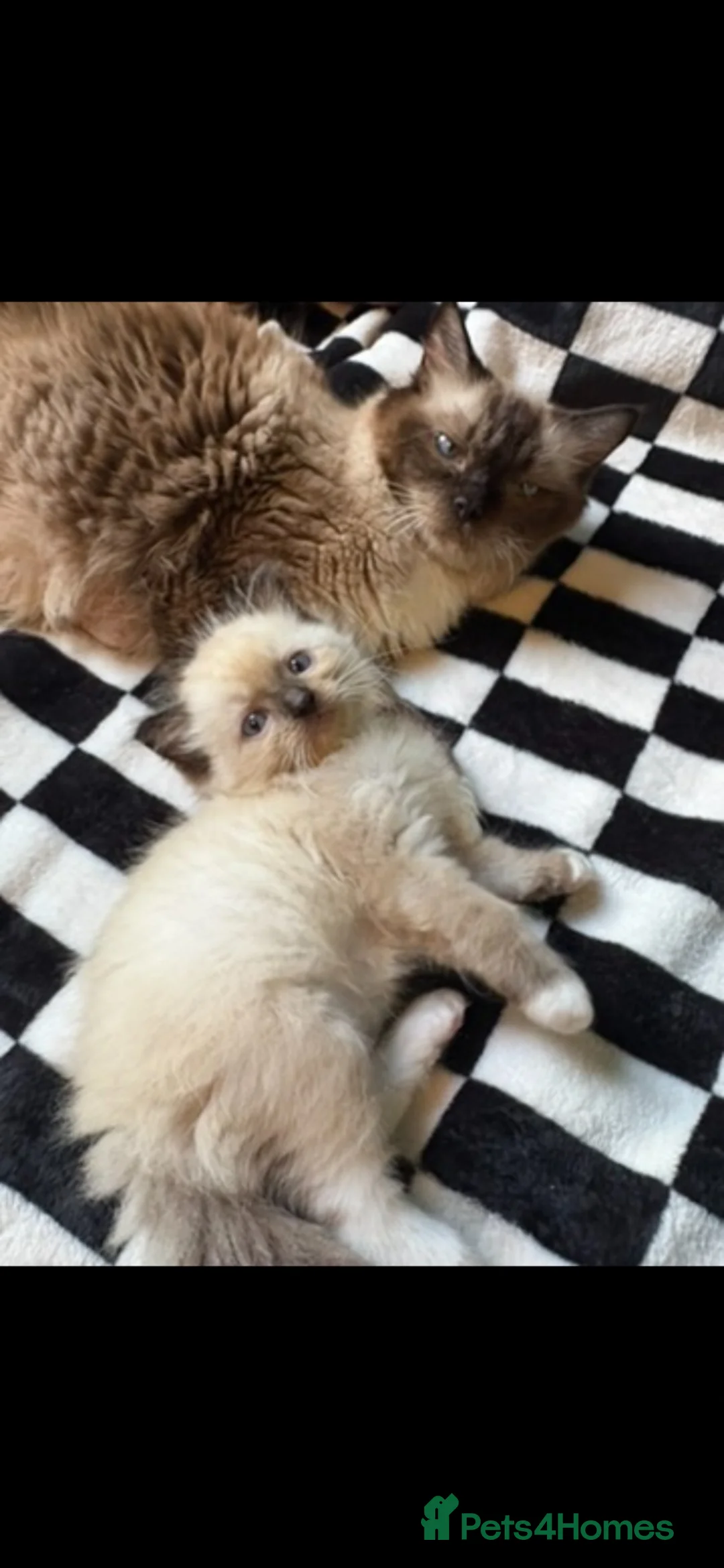 Ragdoll cats for sale: 2 ragdoll x bsh male kittens  - Advert 2