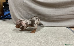 Miniature Dachshund dogs for sale: Stunning pure miniature dachshunds - Image 6
