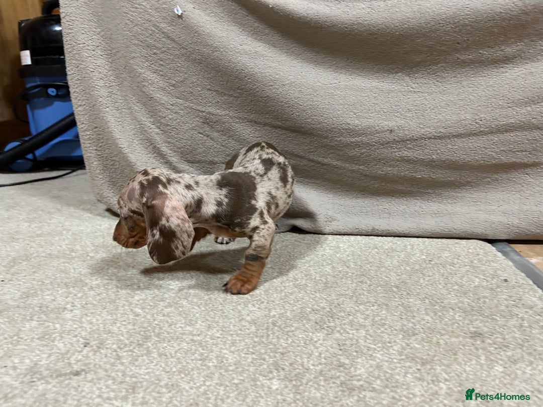 Miniature Dachshund dogs for sale: Stunning pure miniature dachshunds - Image 6