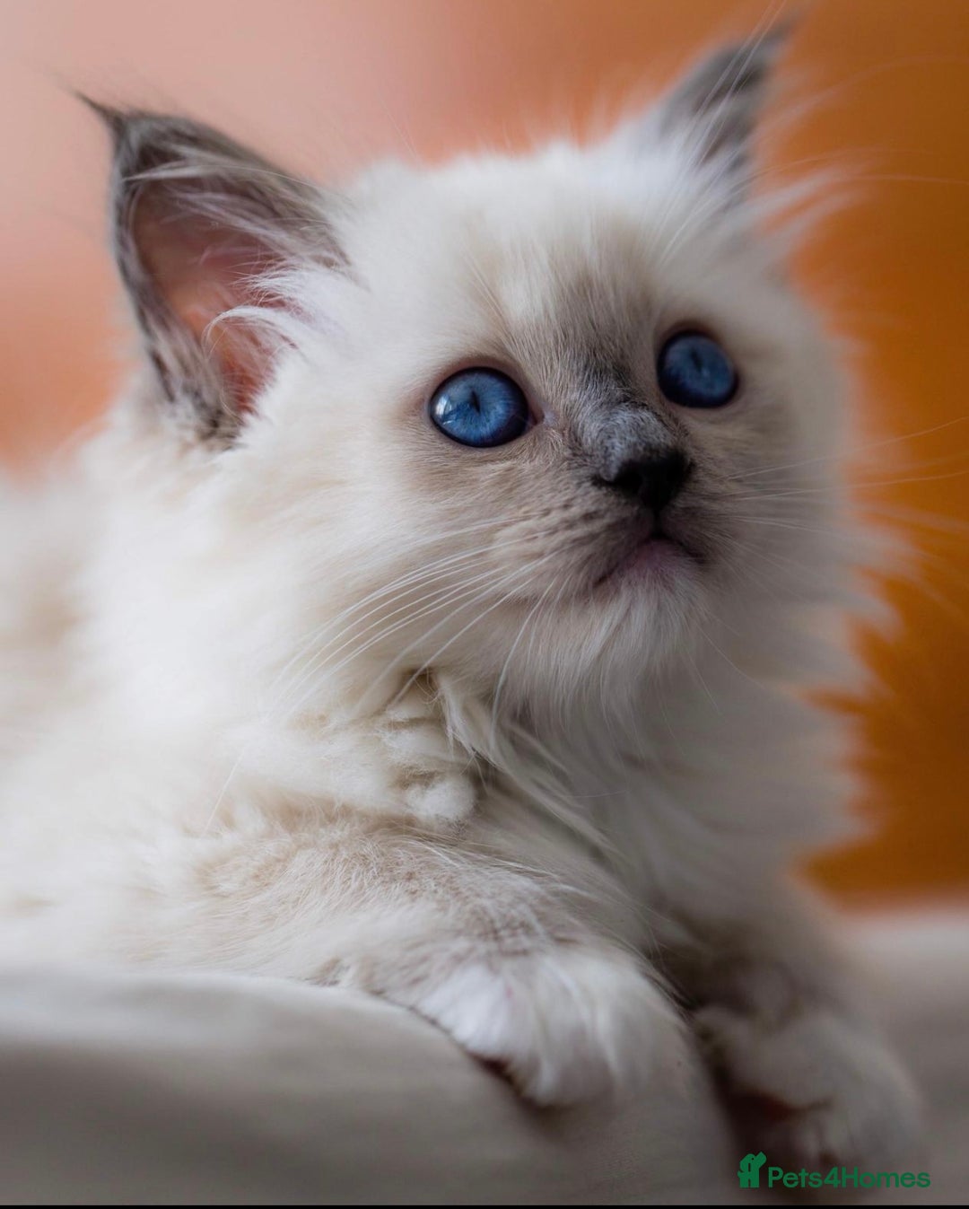 Ragdoll cats for sale:  gccf blue mitted girl simply stunning  - Advert 8