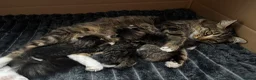 British Longhair cats for sale: Stunning 4 kittens in Kidderminster - Advert 24