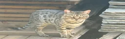 Bengal cats for sale: Bengal beautiful  - Advert 25