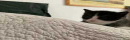 Domestic Shorthair cats for sale: Beautiful kittens ready in 5 weeks - Advert 17
