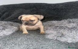 Mixed Breed dogs for sale: American bulldog X French bulldog last 3 left  - Image 7