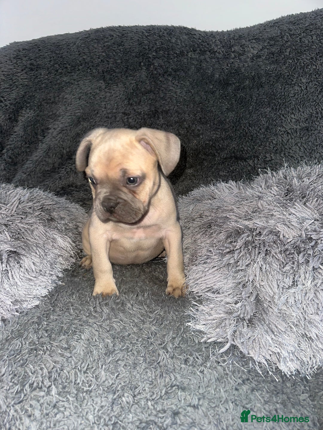 Mixed Breed dogs for sale: American bulldog X French bulldog last 3 left  - Image 7